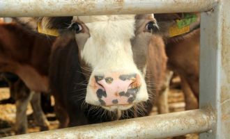 Mudurnu'da şap nedeniyle 18 köy ve 4 mahalle karantinaya alındı