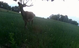 Mudurnu'nun yaban hayatı fotokapanlara yansıdı