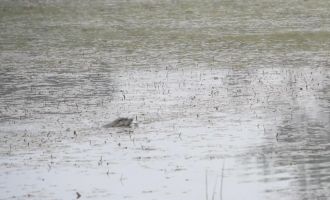 'Nesli tükenme tehdidine yakın' olan su samuru Bolu’da görüntülendi.....