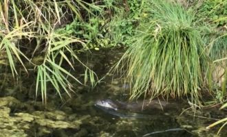 Nesli tükenme tehdidine yakın olan su samuru Gölcük’te görüntülendi