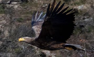 Nesli tükenmekte olan kartal Bolu’da fotoğraflandı