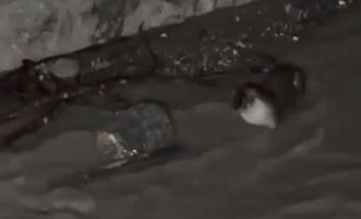 Nesli tükenmekte olan su samurları görüntülendi.....