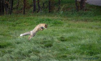 Öğrencilerin olmadığı üniversite kampüsü tilkilere kaldı