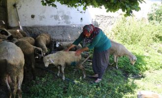 Ormana bırakılan köpeklerin saldırdığı koyunlar telef oldu