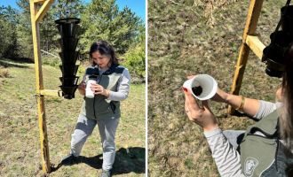 Ormanları kurutan böceğe karşı sıkı önlem......