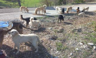 Ormanlık alana bırakılan onlarca köpek koyunu telef etti