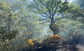 Ormanlık alanda çıkan örtü yangını korkuttu.....