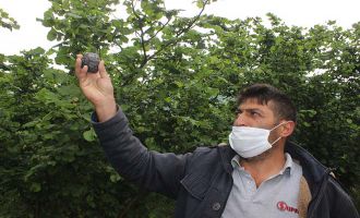 Ot biçerken bahçede gök taşı buldu