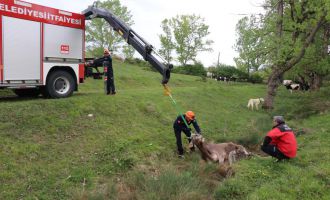 Otlarken su birikintisine düşen ineği itfaiye kurtardı