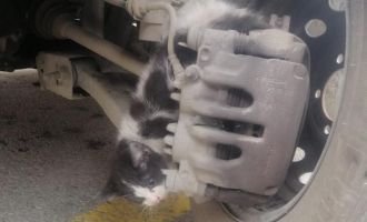 Otomobil tekeri ile balata arasına sıkışan kedi yaralandı
