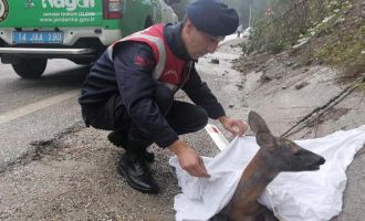 Otomobilin çarptığı karaca tedavi altına alındı