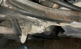 Otomobilin motoruna giren inatçı kedi otoparkta araçtan araca koştu
