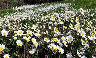 Papatyalar doğayı süsledi.....