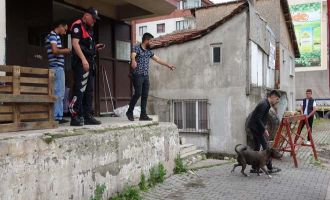 Polis ile köpek hırsızları arasında kovalamaca