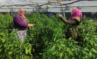 Sağlıklı seracılık için ekipler sahada