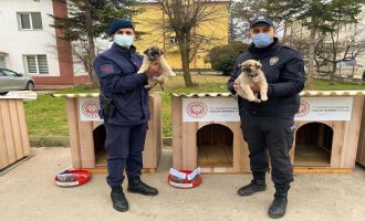 Sahipsiz köpekleri kamu kurumları sahiplendi