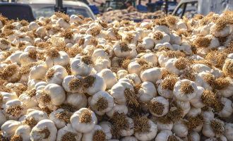 Sarımsağın fiyatı yüzde 45 arttı