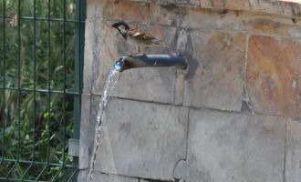 Sıcaktan bunalan kuşlar çeşmede serinledi