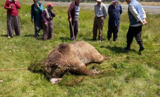 Silahla vurulduktan sonra göle düşen ayı telef oldu