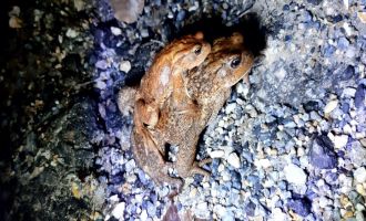 Sırtında yavrusuyla göle gitti