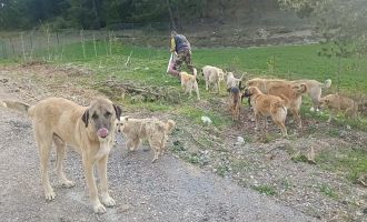 Sokağa bırakılan köpekleri hayvanseverler besliyor..