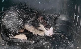 Su borusuna sıkışan yavru kedi için seferber oldular.......