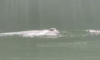 Su samuru böyle güneşlendi....