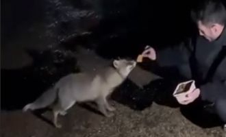 Tilkiyi börekle besledi.....