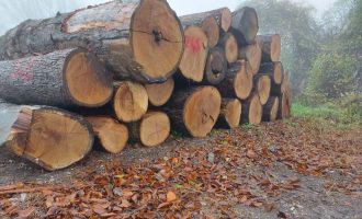 Tomruklar rekor fiyata alıcı buldu