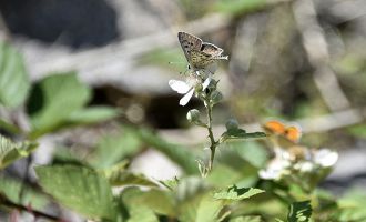 Türkiye kelebekleri risk altında