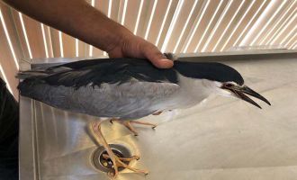Tuzaklanan oltaya takılan balıkçıl kuşu hayata döndürüldü