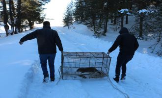 Üretim çiftliğinde balıkları yiyen su samuru, kapanla yakalandı