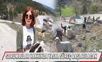 Varlık, ‘Hayvanları atmak çözüm değil’