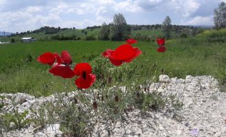 Yağmurdan sonra açan çiçekler görsel şölen oluşturdu