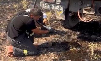 Yangından etkilenen kirpiye elleriyle su verdiler