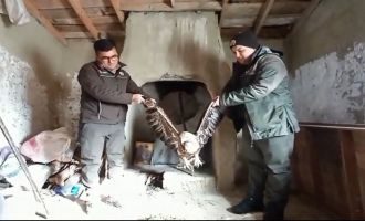 Yaralı bulduğu kartalı kümesindeki tavuklarla besledi