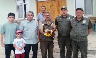 Yaralı şahine ilk müdahale ormancılardan...