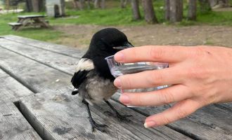 Yavru kargaya bardakla su verdiler, elleriyle beslediler.....