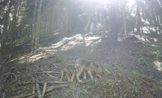 Yavru kurtları her gün besliyor