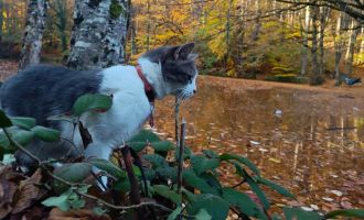 Yedigöller Milli Parkı ziyaretçi akınına uğradı....