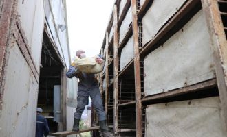 Yılbaşı hindileri sofralarda yerini almaya hazırlanıyor.....