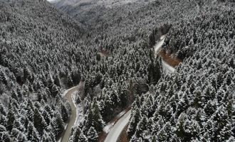 Yılbaşı öncesi kaçak ağaç kesenlere 5 yıl hapis cezası uyarısı