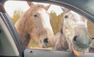 Yılkı atlarını kekle besledi......