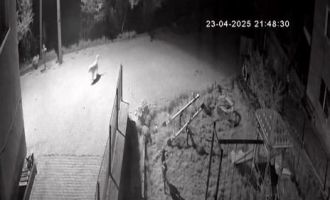 Yiyecek aramaya inen ayıyı köpekler kovaladı…....