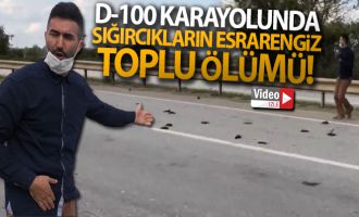 Yolda çırpınan kuşlar için kendi canını hiçe sayan vatandaş o anları anlattı