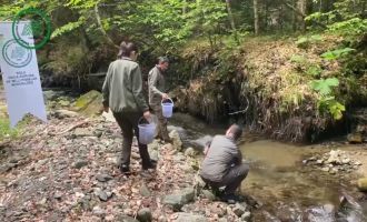 Yüzlerce alabalık derelere salındı……..