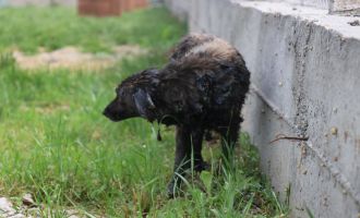Zifte bulanan köpeği yaşatmak için seferber oldular