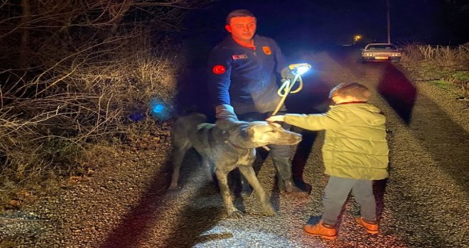 Tasmasını ağaca kaptıran köpek dere kenarında mahsur kaldı