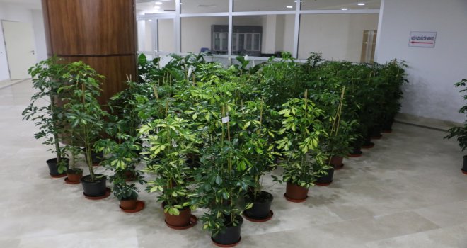 Tebrik çiçeklerinin geliri engelliler için kullanılacak