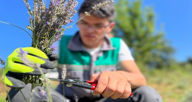 Tıbbi aromatik bitkilerin hasatı başladı